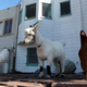 Image for article titled Urban Farmers Abandoning Hundreds of Fashion Chickens